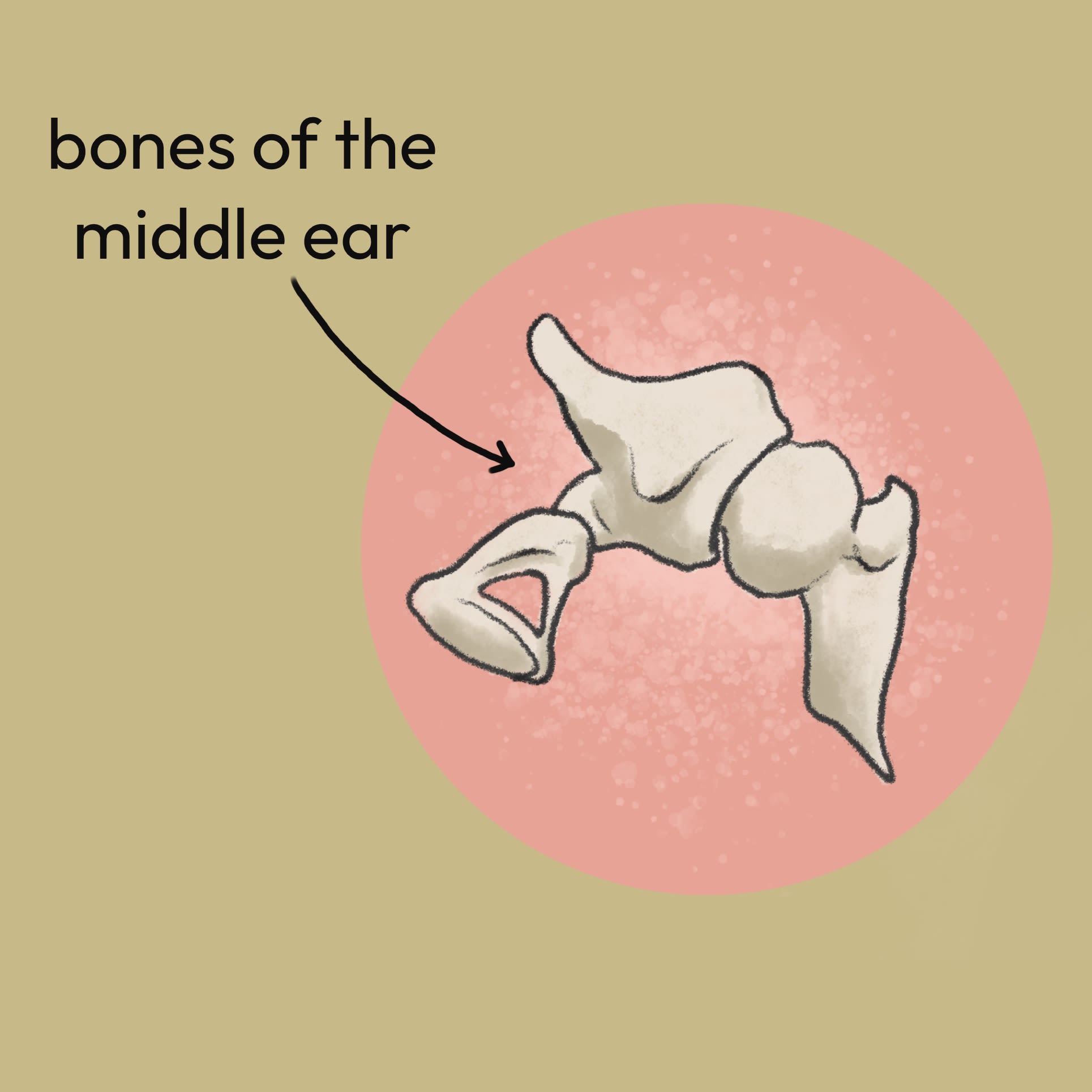 Diagram of bones of elephants middle ear
