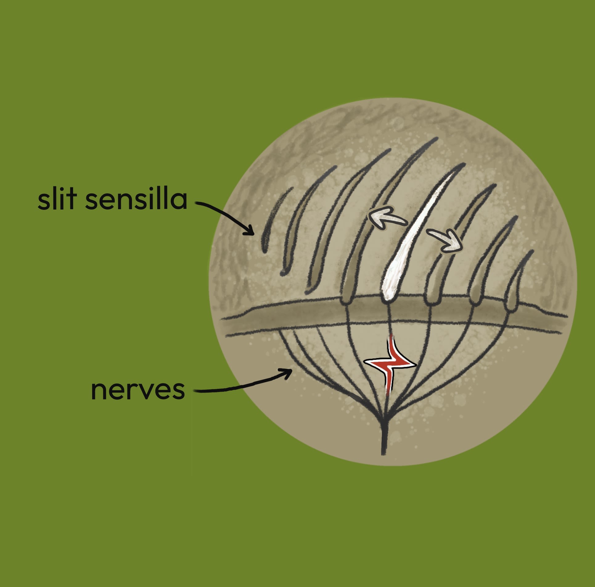 A slit sensillum is activated by a movement in the spider’s exoskeleton and sends an impulse down the spider’s sensory nerve 